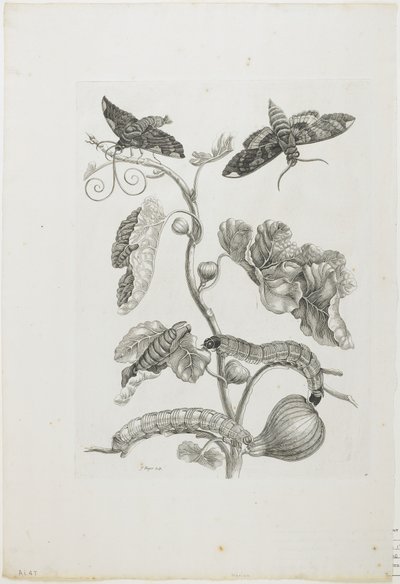 Butterflies, Caterpillars and Plant by Maria Sibylla Merian